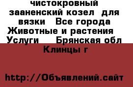 чистокровный зааненский козел  для вязки - Все города Животные и растения » Услуги   . Брянская обл.,Клинцы г.